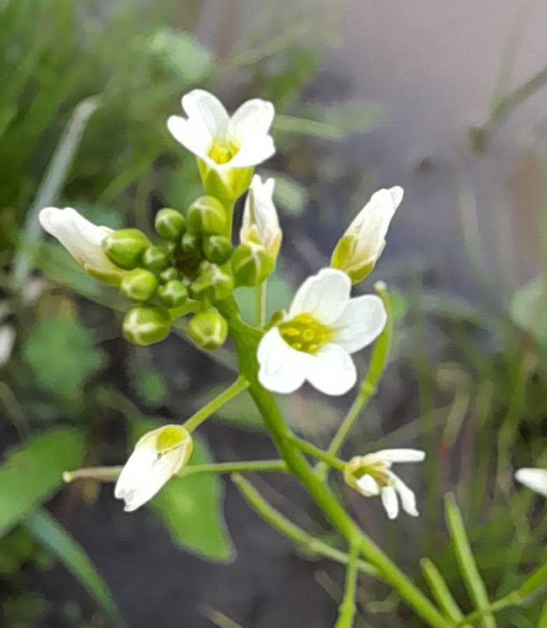 Rorippa bonariensis — related species from the same genus