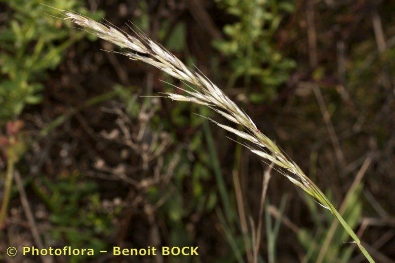 Arrhenatherum album fruit