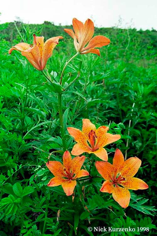 Lilium pensylvanicum — large blooms houseplant