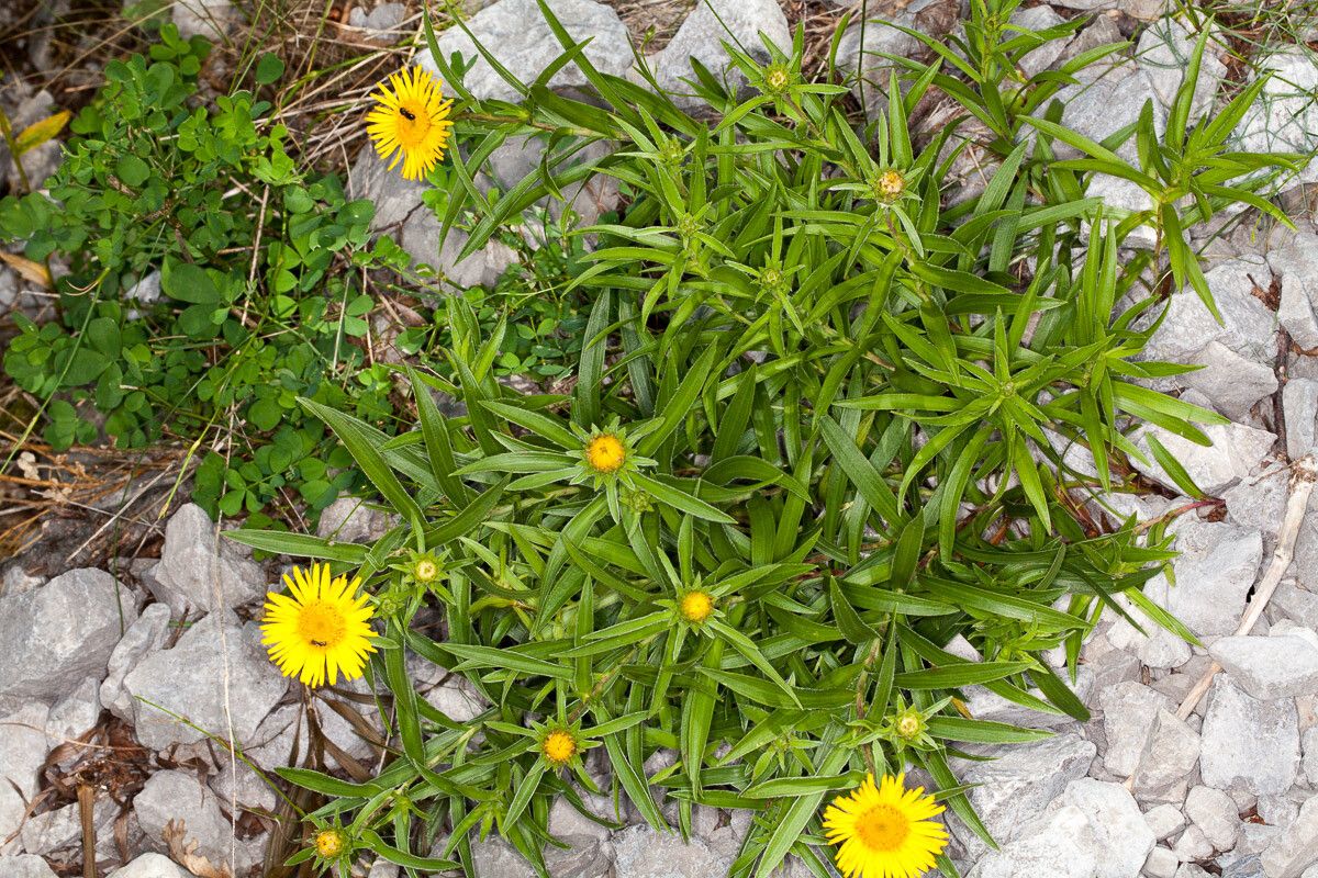 Inula ensifolia — search result for 'Inula'