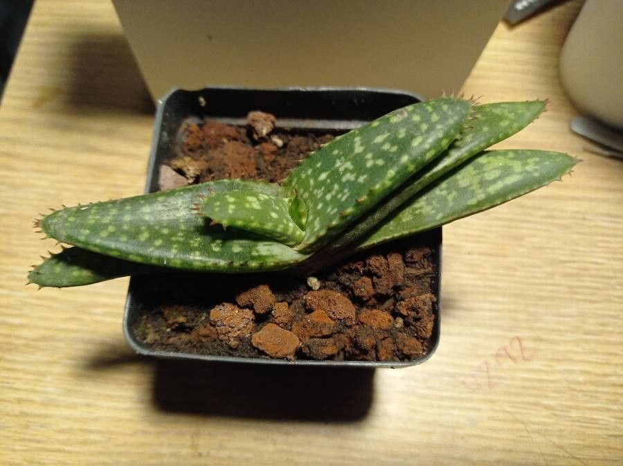 Aloe macrocarpa leaf