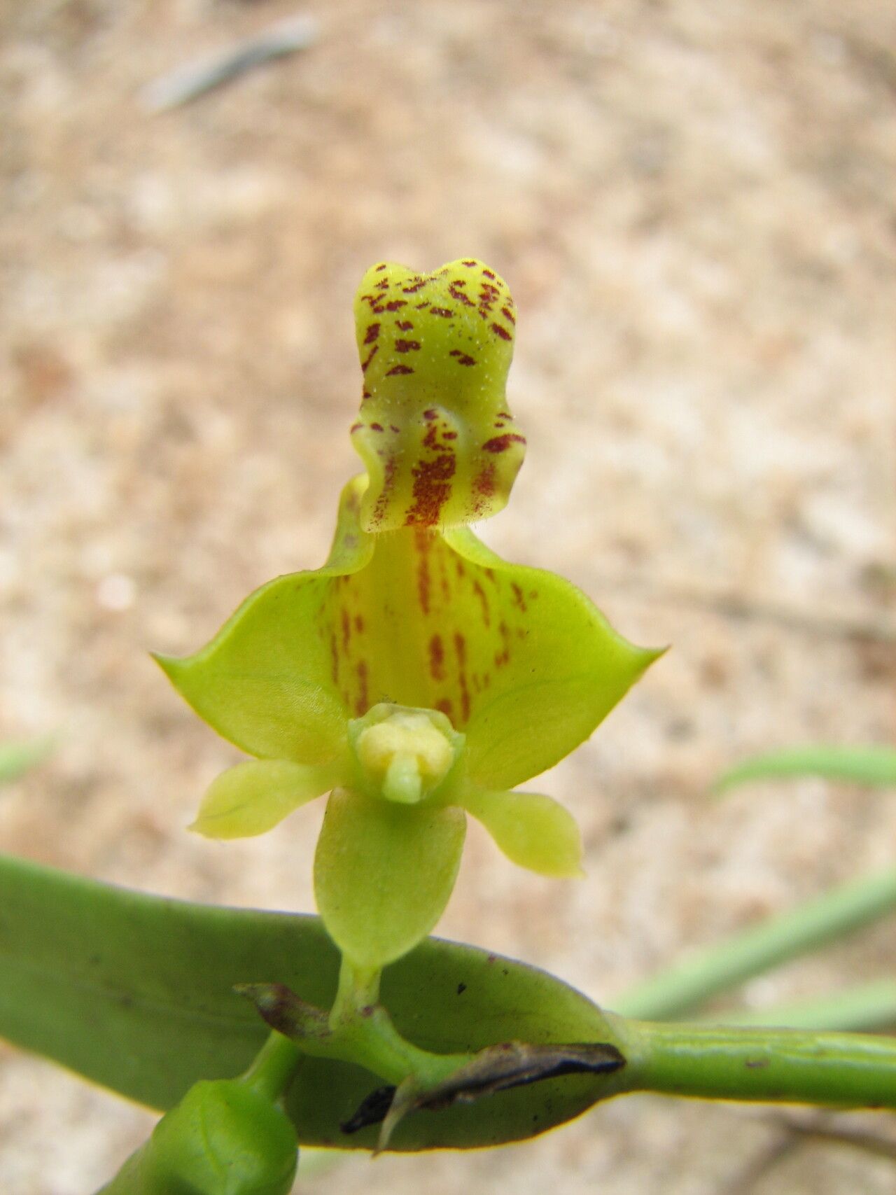 Polystachya supfiana flower