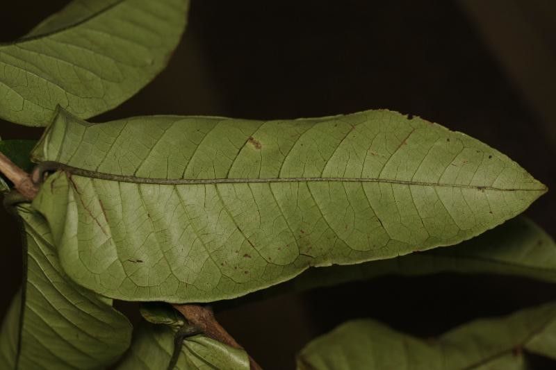 Vismia sessilifolia leaf