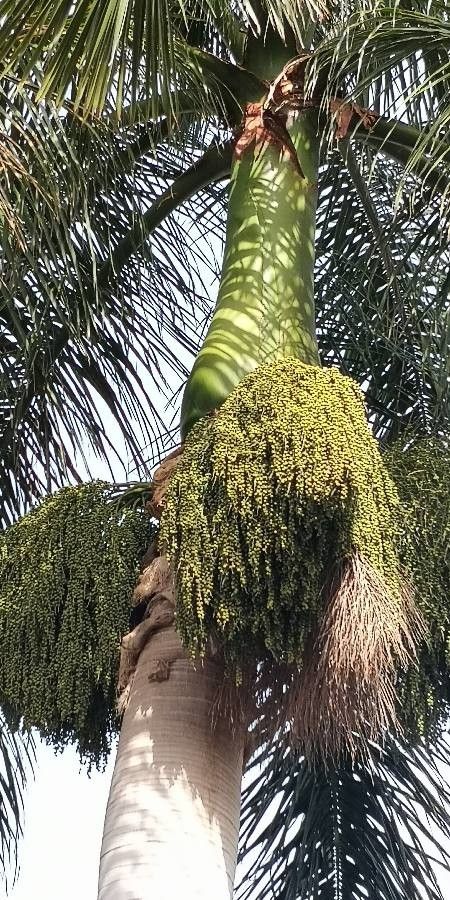 Roystonea regia fruit