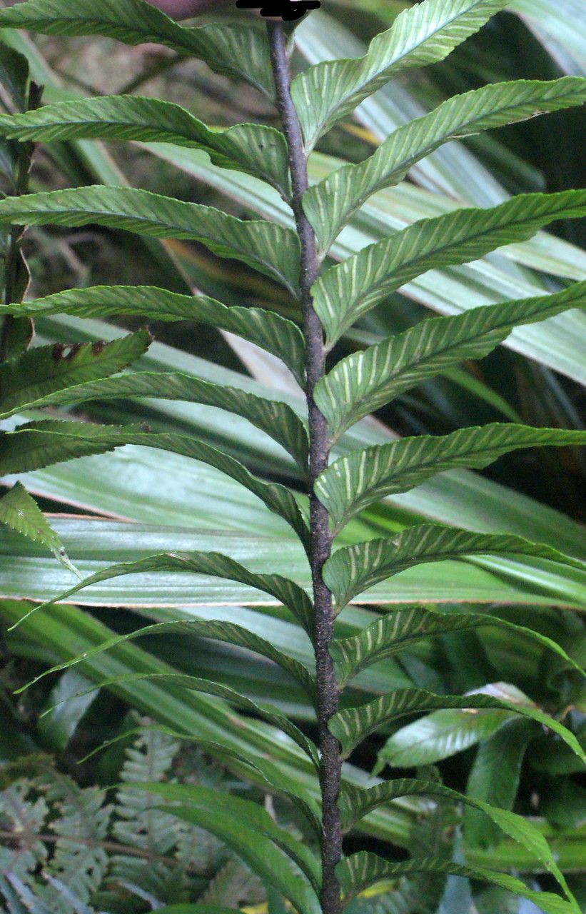 Asplenium boltonii bark
