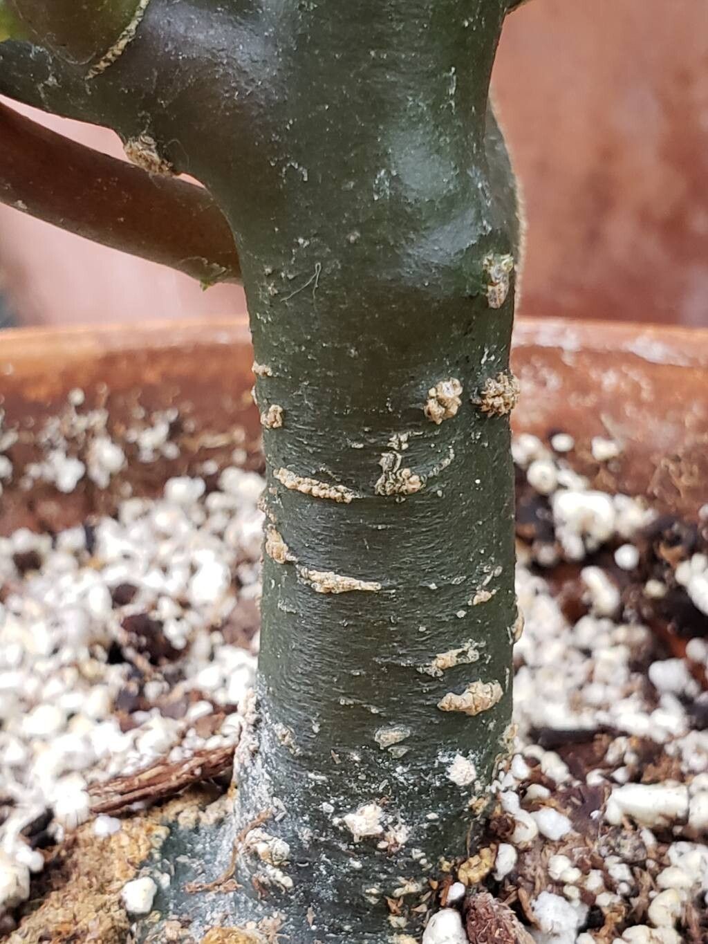 Impatiens morsei bark