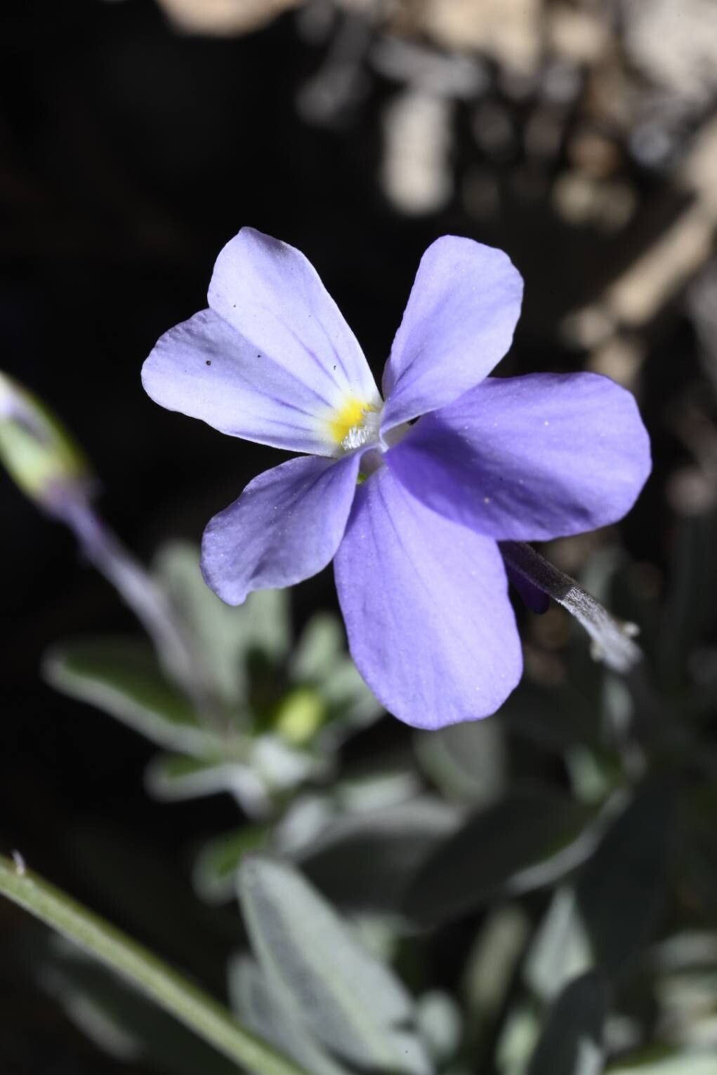 Viola guaxarensis flower