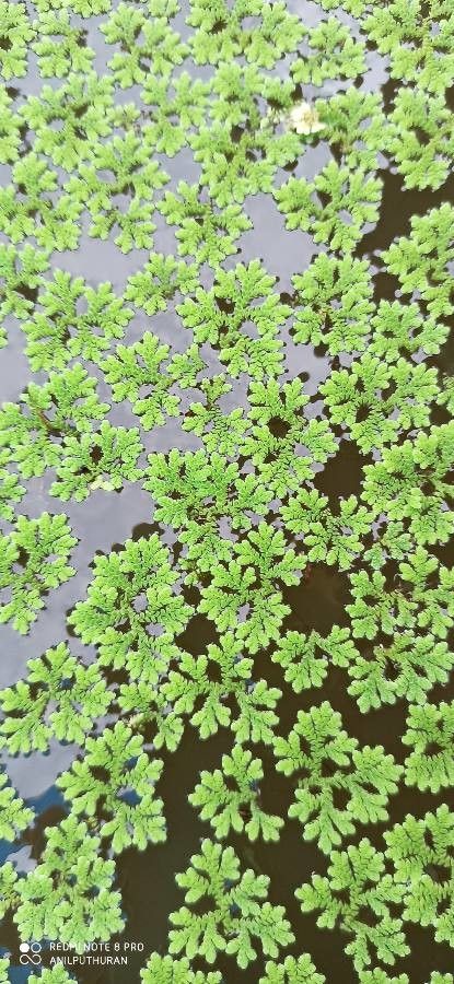Azolla pinnata