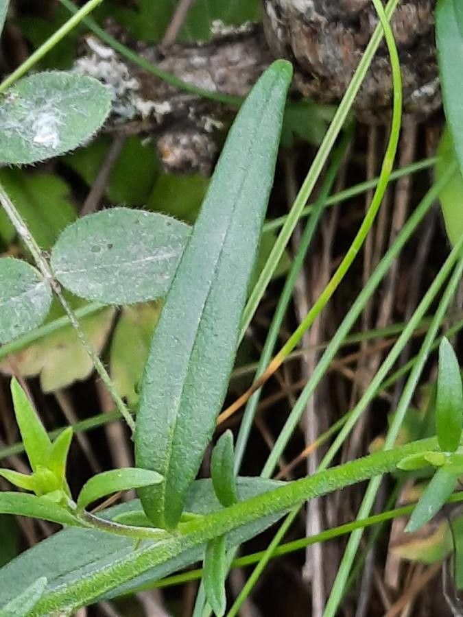Polygala comosa leaf