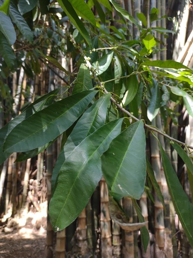 Tabernaemontana elegans leaf