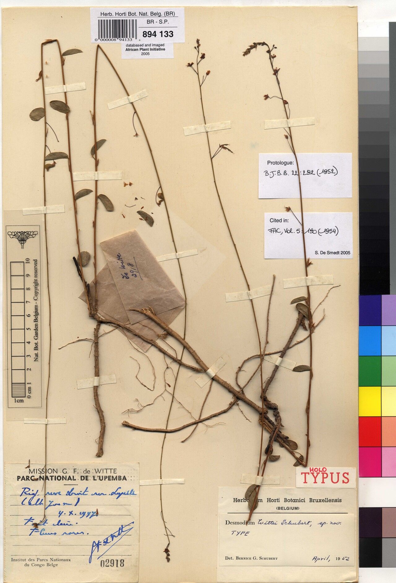 Grona wittei — houseplant care guide