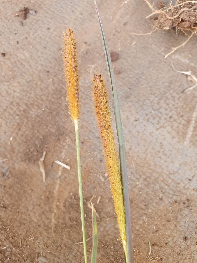 Setaria sphacelata flower