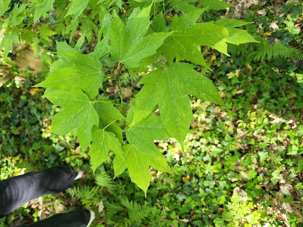 Acer sinopurpurascens — houseplant care guide