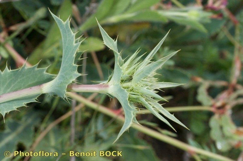 Eryngium aquifolium bark