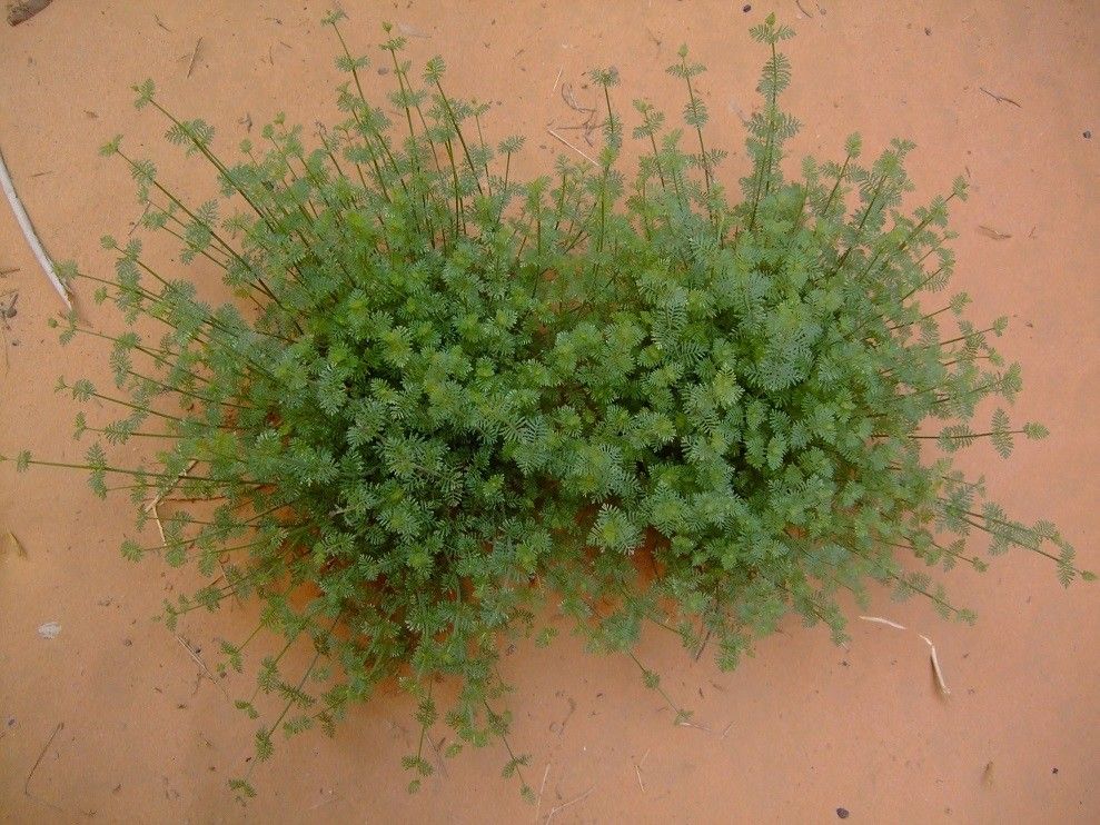 Lavandula antineae habit