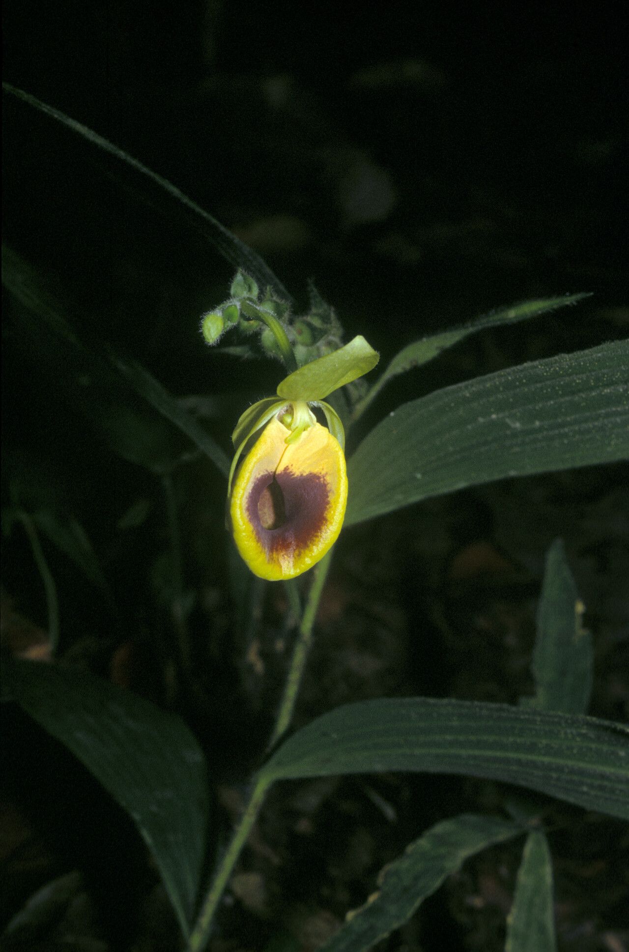 Selenipedium palmifolium flower