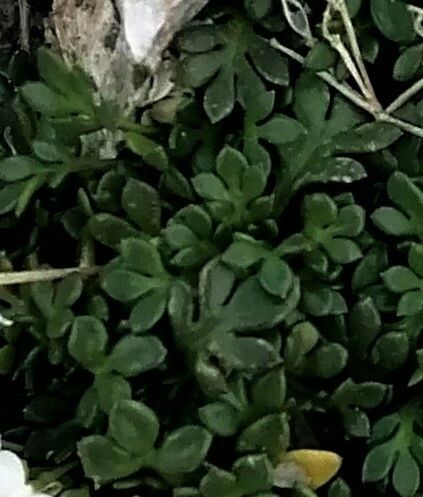 Hornungia alpina — search result for 'Southern Italy'