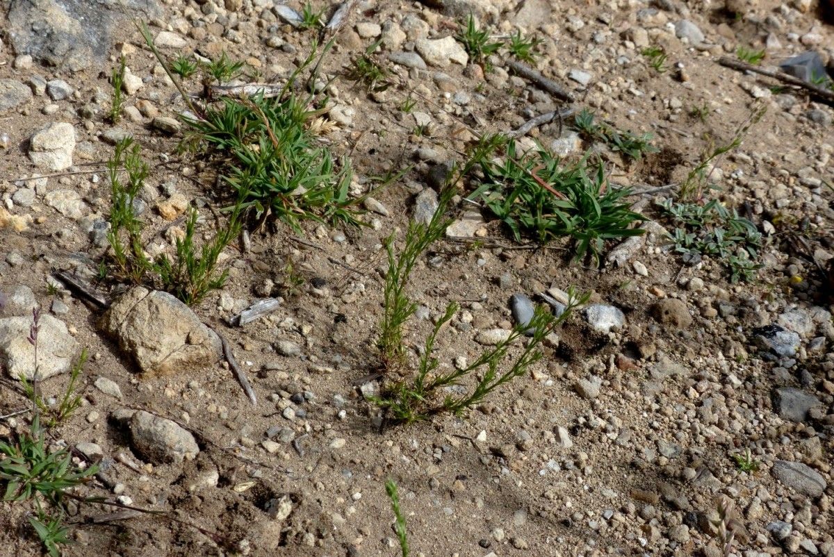 Minuartia mucronata habit