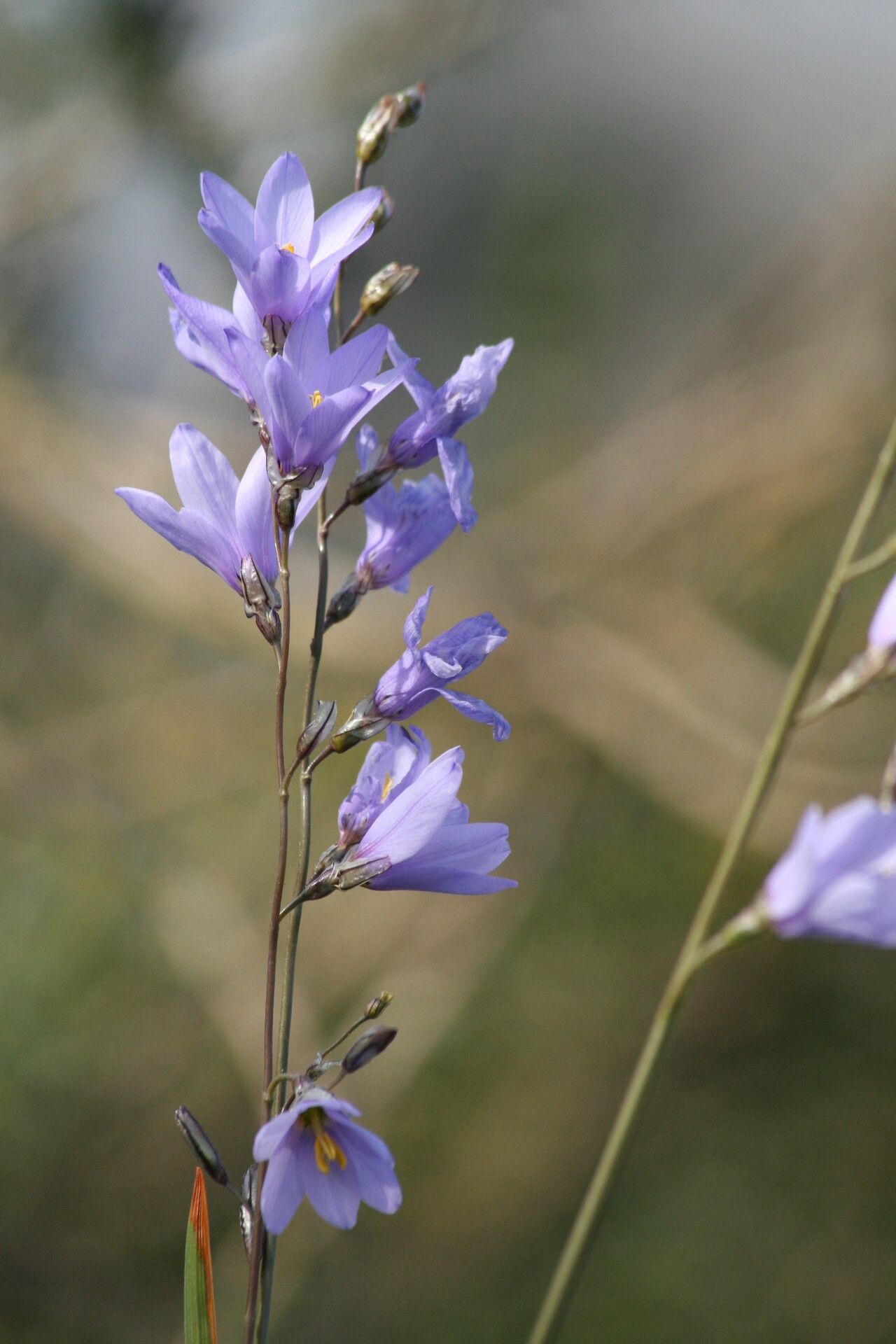 Ixia rapunculoides flower