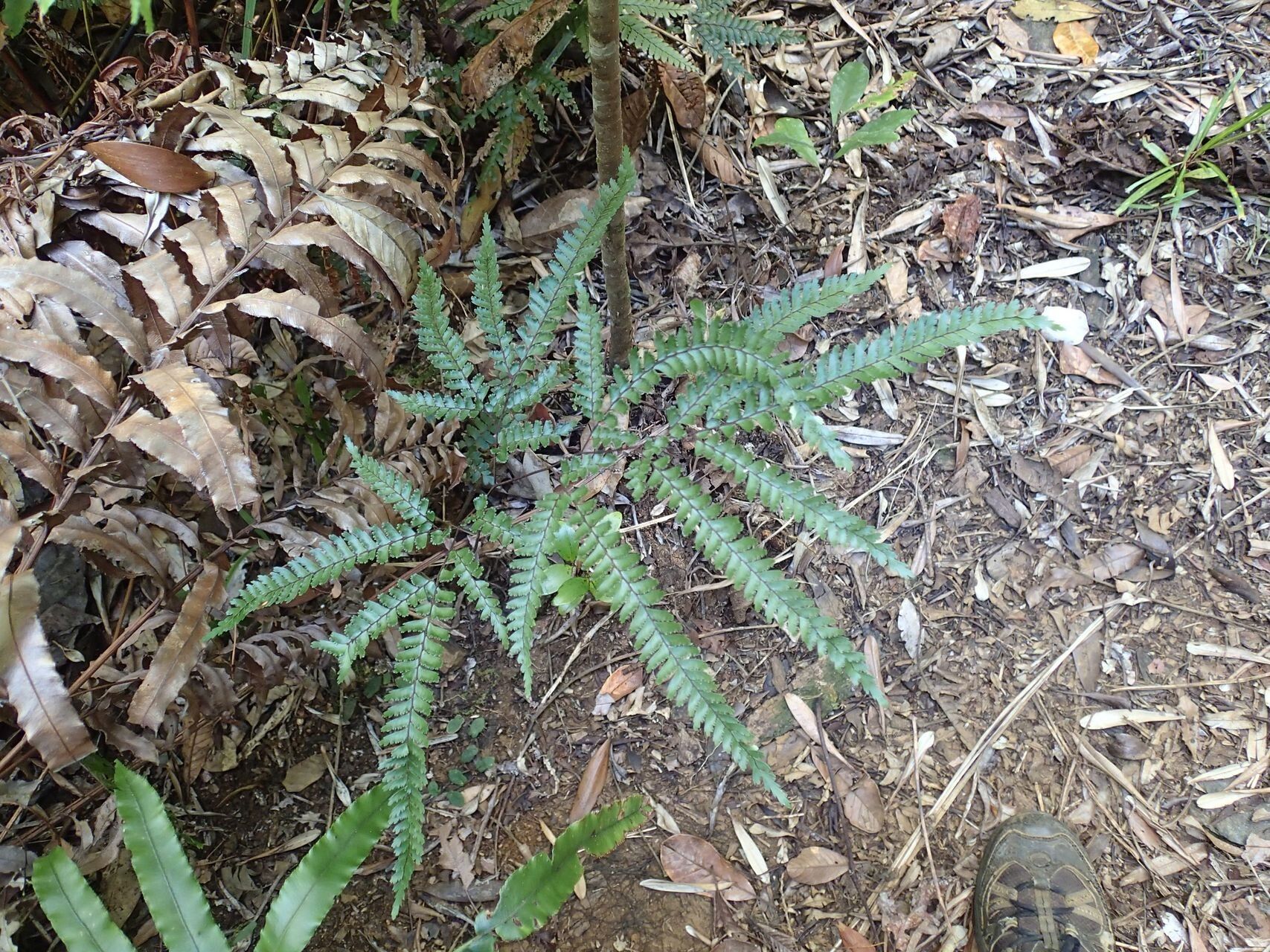 Adiantum novae-caledoniae habit