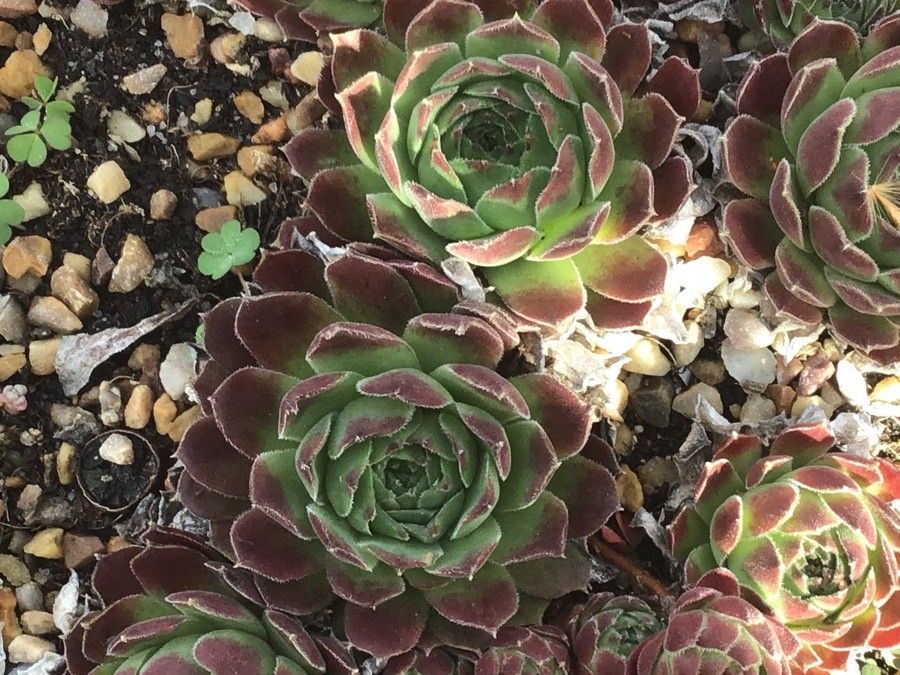 Sempervivum vicentei leaf