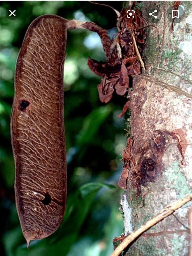 Brownea grandiceps fruit