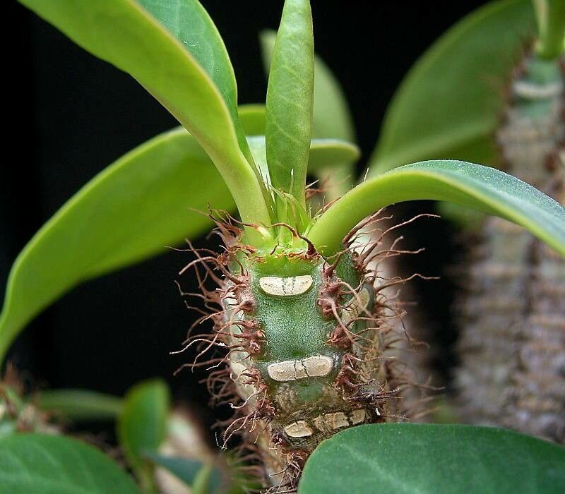 Euphorbia aureoviridiflora — houseplant care guide