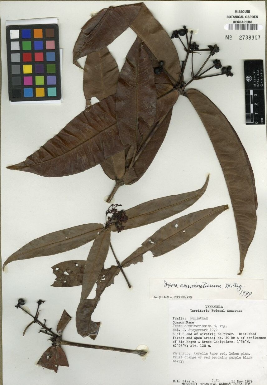 Ixora acuminatissima