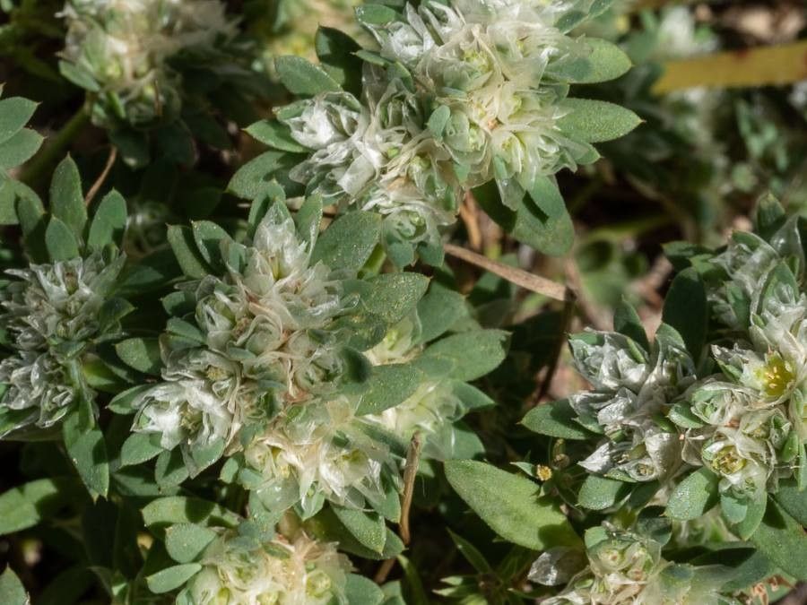 Paronychia polygonifolia flower