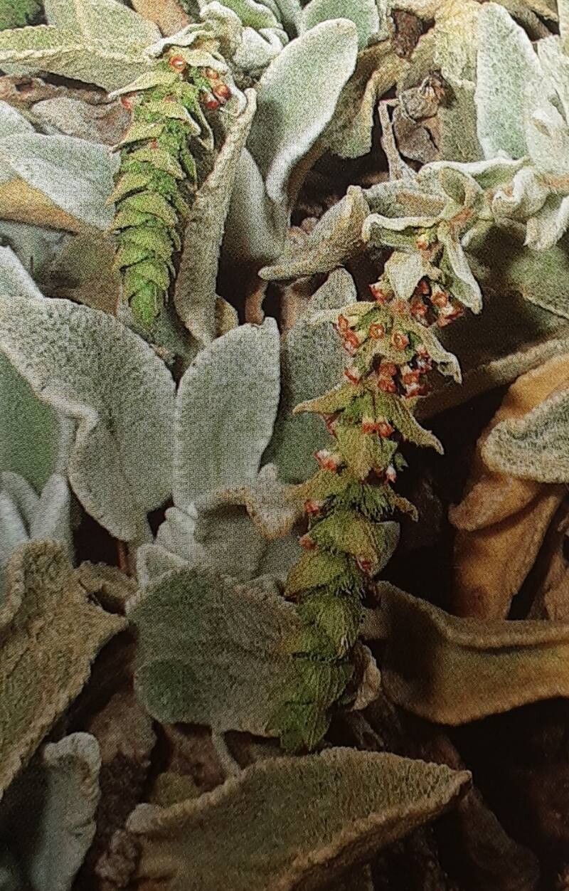 Sideritis gomeraea — search result for 'Sideritis'