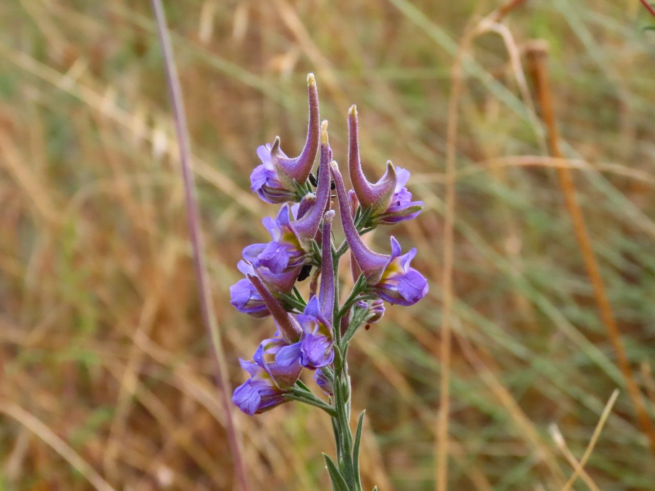 Delphinium halteratum flower