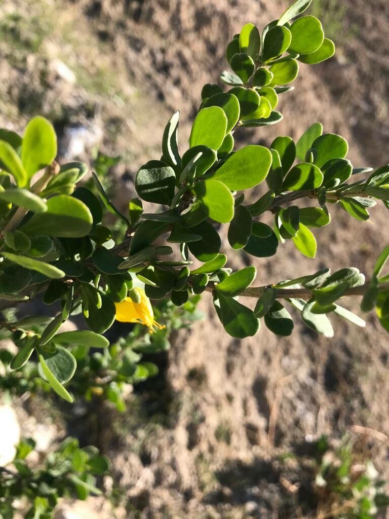 Zygophyllum atriplicoides leaf