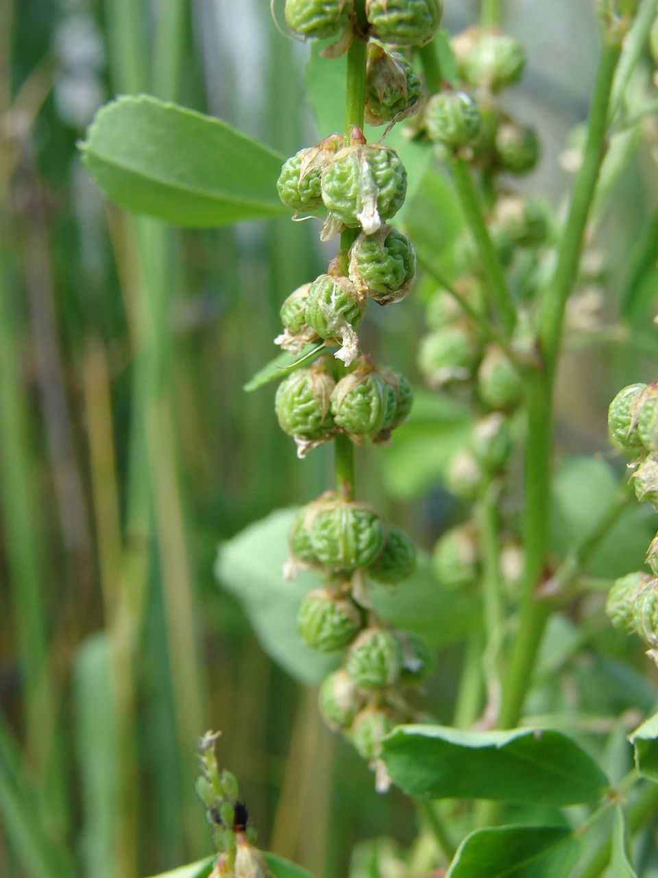 Melilotus italicus fruit