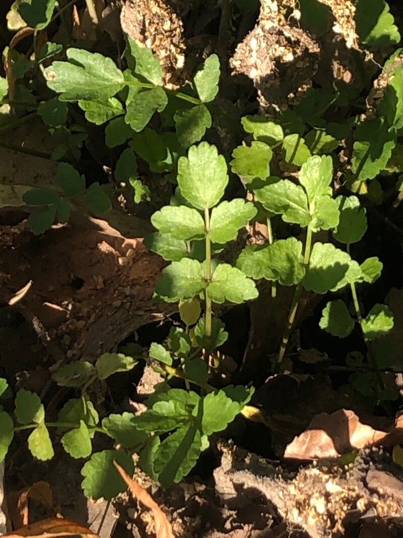 Helosciadium nodiflorum — search result for 'Apium'