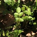 Helosciadium nodiflorum