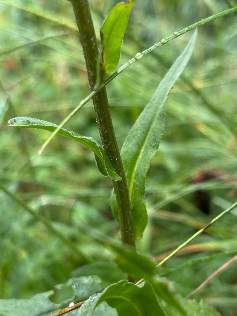 Senecio bigelovii bark