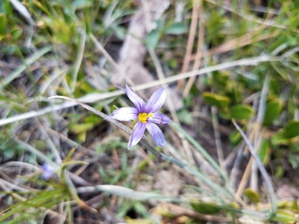 Sisyrinchium halophilum flower