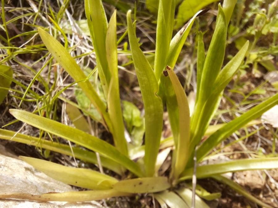Anacamptis coriophora — related species from the same genus