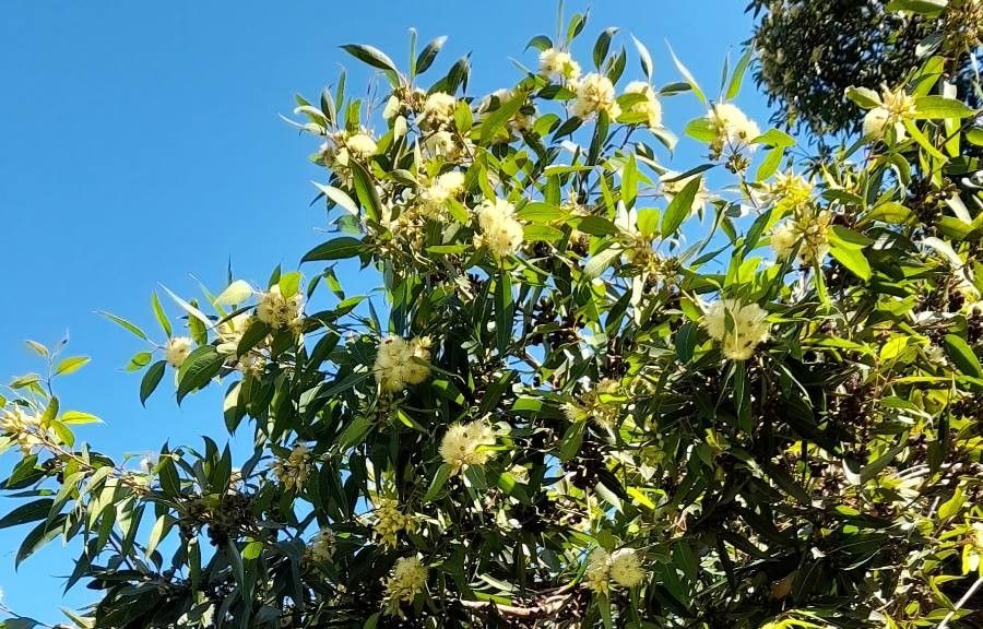 Eucalyptus botryoides flower