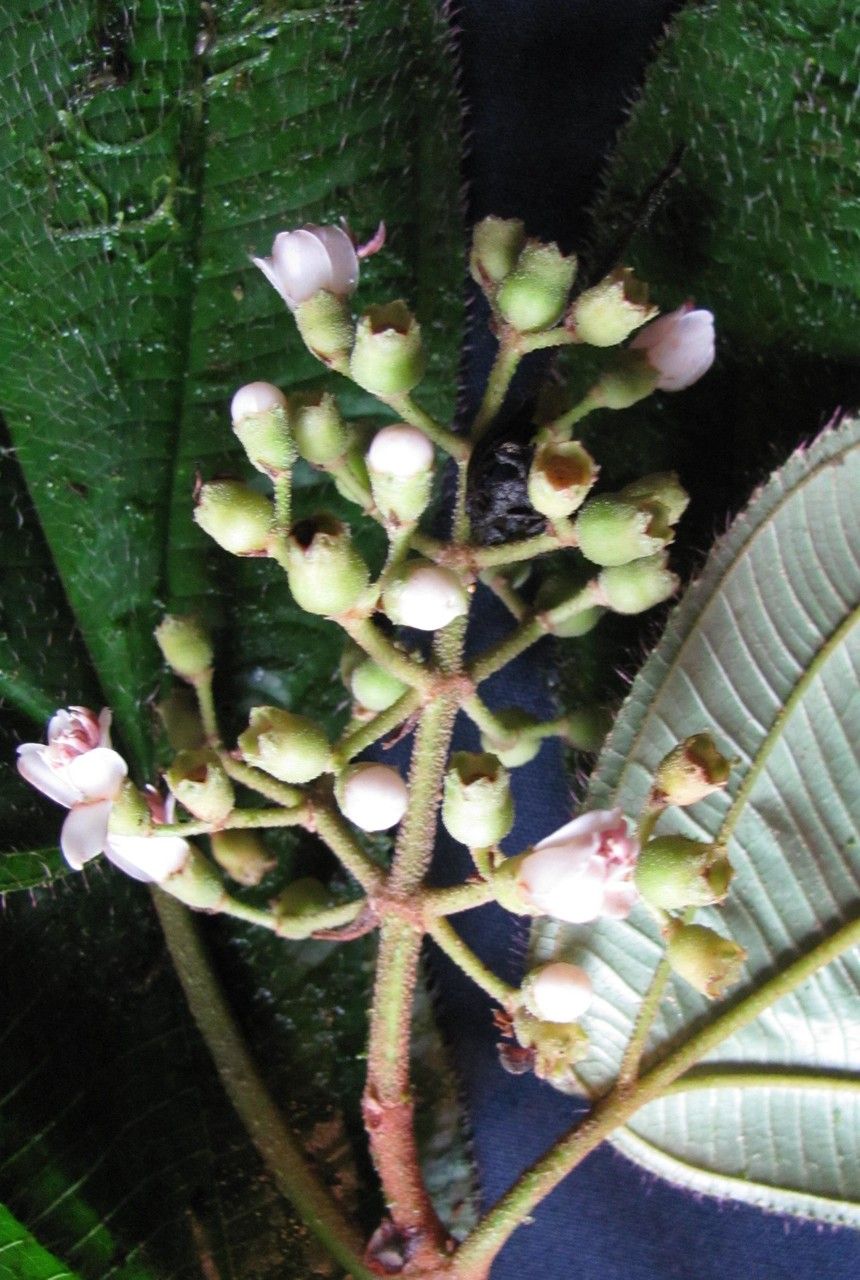 Miconia desmantha other