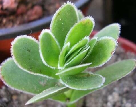 Crassula ciliata — houseplant care guide