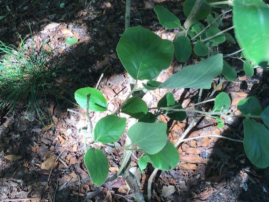Viburnum cotinifolium — search result for 'Viburnaceae'