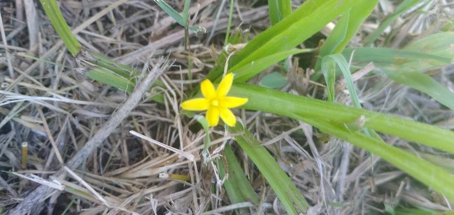 Hypoxis hirsuta fruit