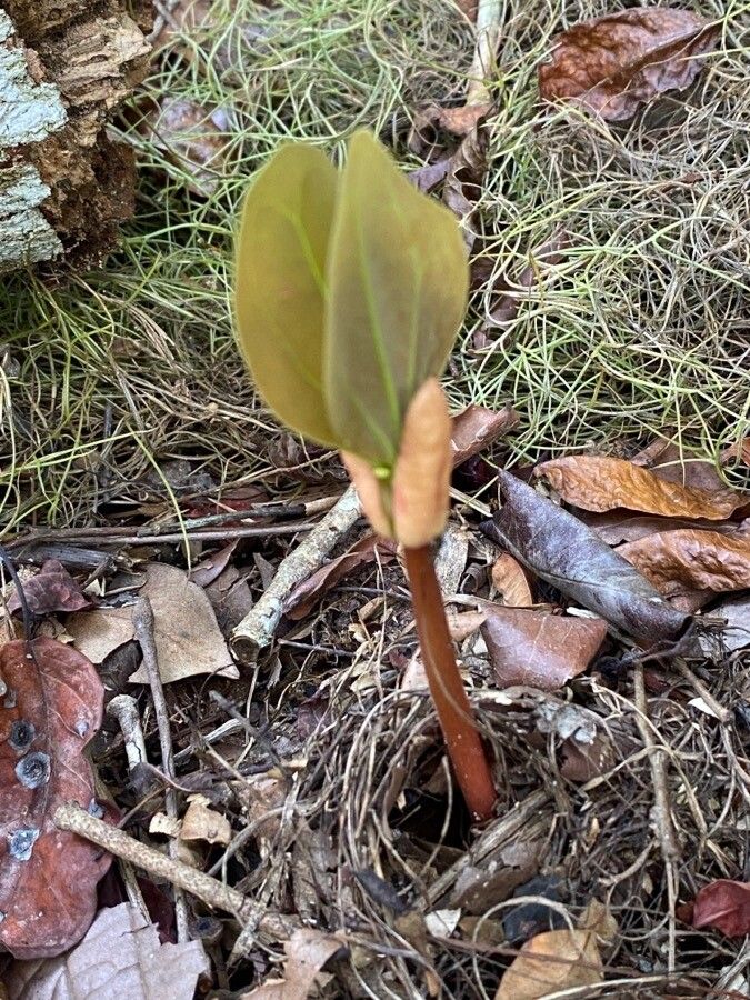Hymenaea fariana flower