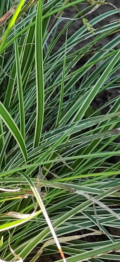 Carex conica — search result for 'Carex'