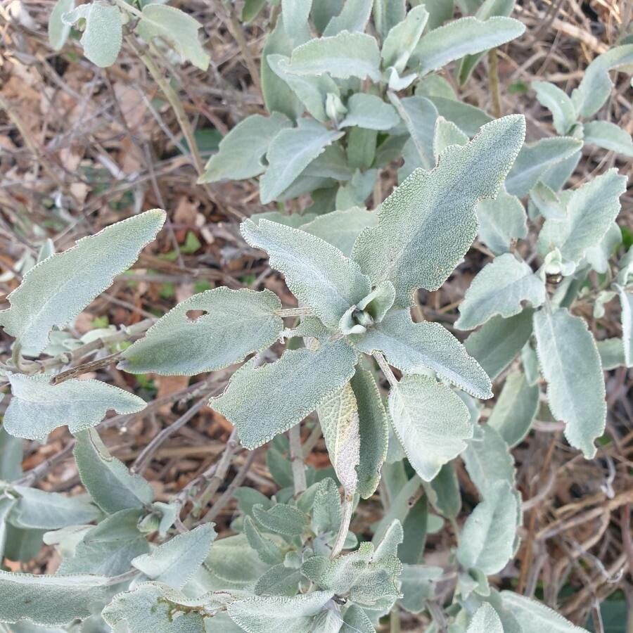 Salvia fruticosa leaf