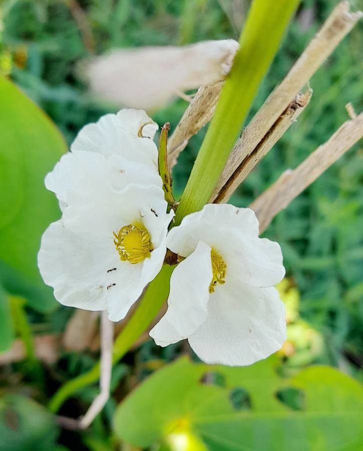Echinodorus grandiflorus flower