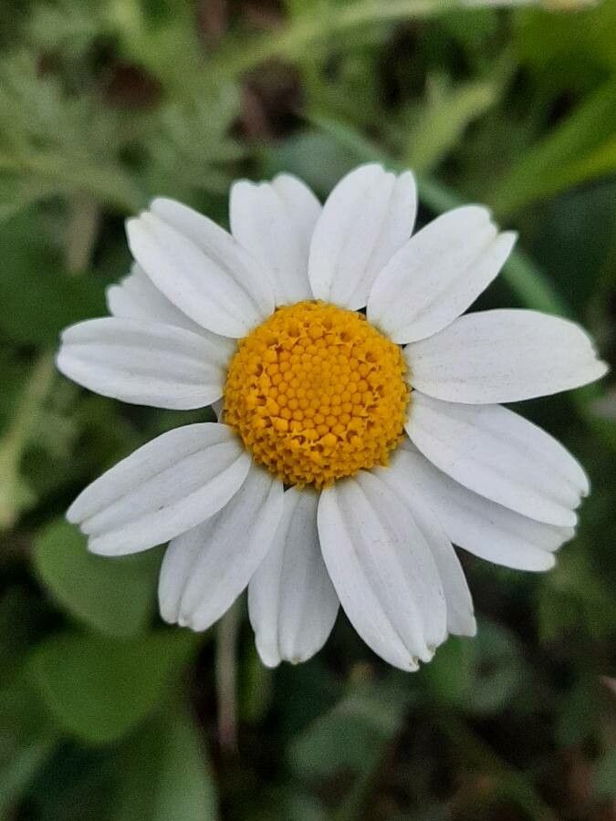 Anthemis arvensis flower