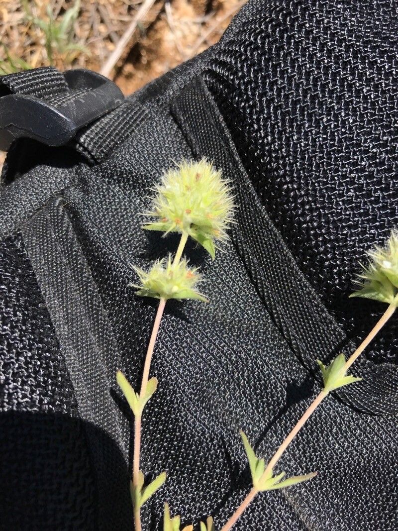 Thymus marschallianus fruit