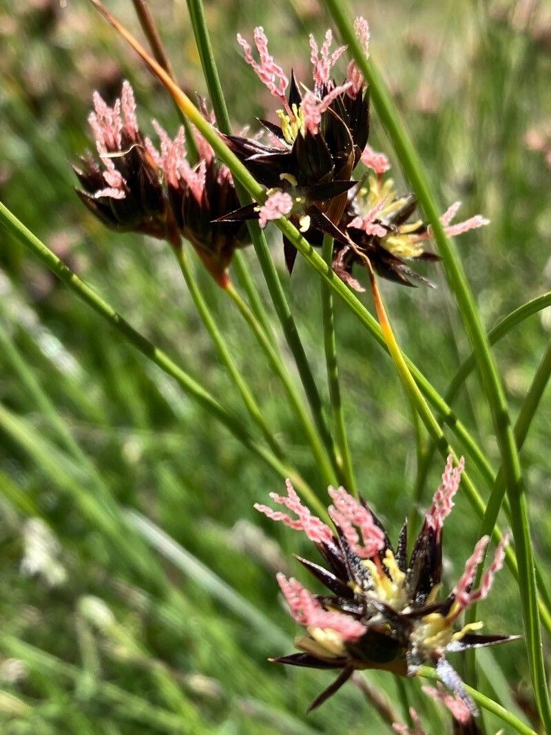 Juncus jacquinii flower